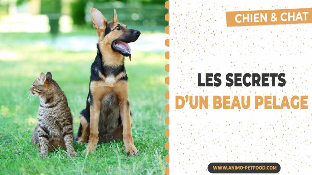 chien-chat-les-secrets-d-un-beau-pelage